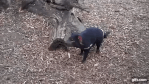 タスマニアデビルブログ