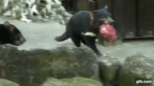 タスマニアデビルブログ